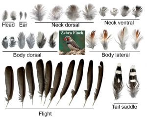 Feather shape diversity is evident as seen in representative feathers from different tracts of a single zebra finch.