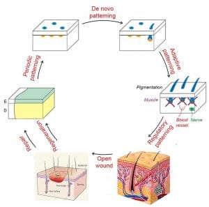 Our lab studies the periodic patterning of the skin and its repair / regeneration after wounding