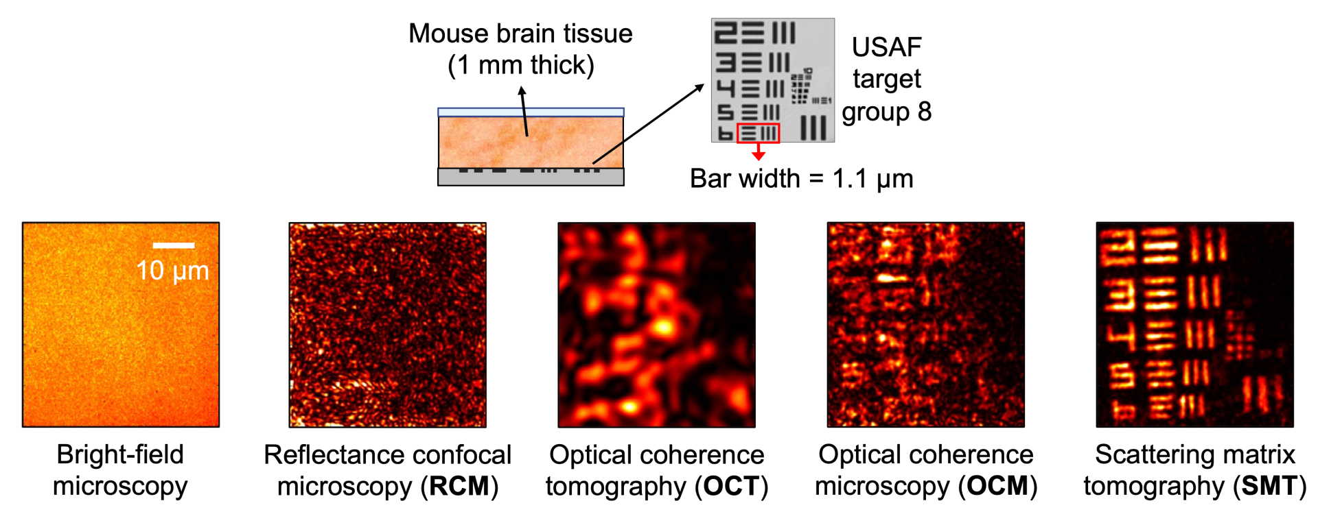 Imaging beneath mouse brain tissue with scattering matrix tomography.