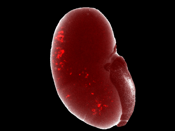 Mouse Kidney